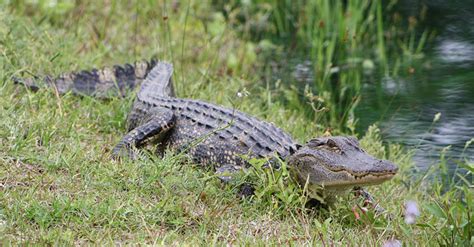 . . Alligators in kerr lake nc